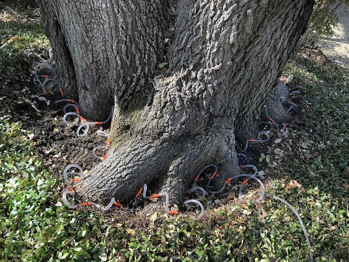 Detailed Tree Cabling and Bracing job site in Ehrenberg